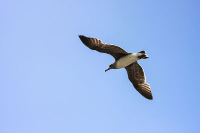 Low angle view of bird flying against clear sky