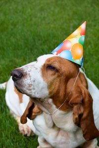 Close-up of dog looking away on field