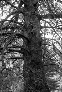 Low angle view of bare trees in forest