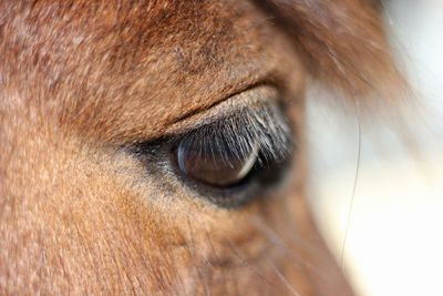 Close-up of dog eye