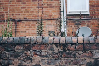 Portrait of cat by retaining wall against building