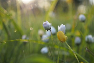 Close-up of purple flowering plant on field