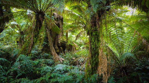 Trees growing in forest