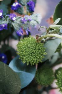 Close-up of purple flowering plant