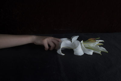 Close-up of hand holding white flowers against black background