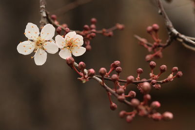 Close-up of pink flowers on branch