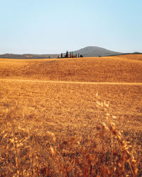 Scenic view of field against clear sky