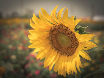 Close-up of sunflower
