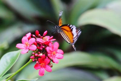 Close-up of butterfly pollinating on flower