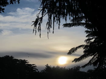 Low angle view of silhouette trees against sky during sunset