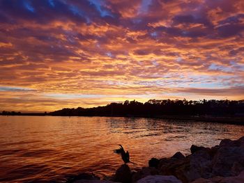 Silhouette swan on lake against sky during sunset