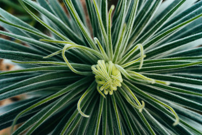 Full frame shot of pine tree