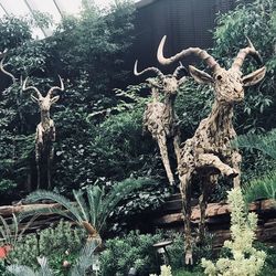 View of deer on tree trunk