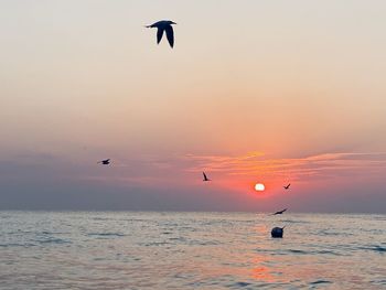 Silhouette of birds flying over sea