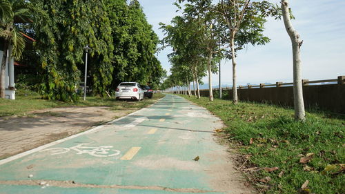 Road amidst trees and plants in city