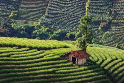 Scenic view of agricultural field