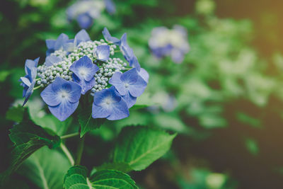 Close-up of purple flowering plant