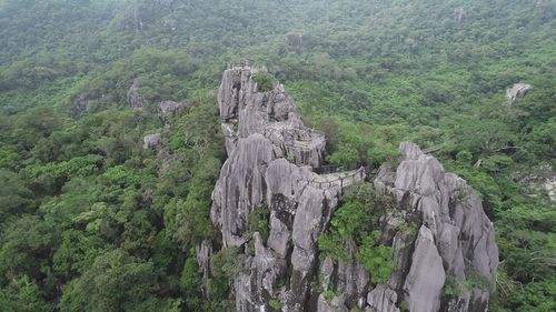 Panoramic view of trees in forest