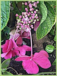 Close-up of pink flowers