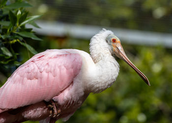 Close-up of a bird