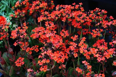 Close-up of red flowering plants