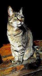 Close-up of cat sitting on wood against black background