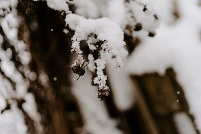 Close-up of frozen plant during winter