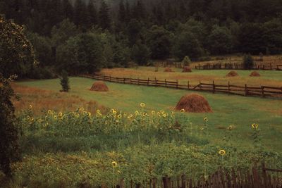 Scenic view of farm