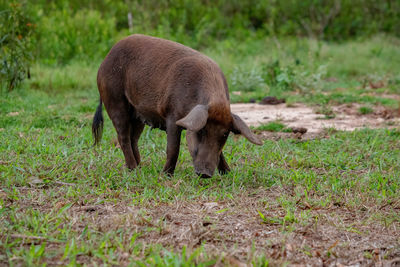 Sheep grazing in a field