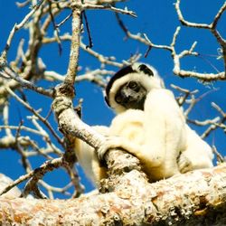 Low angle view of birds on branch