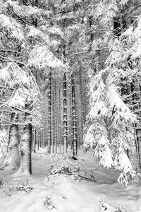 Snow covered land and trees in forest