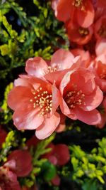 Close-up of pink flowering plant