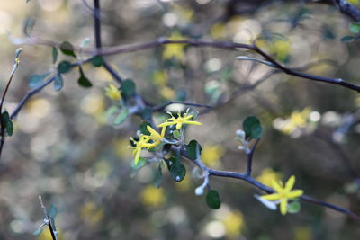 Close-up of flowering plant against blurred background