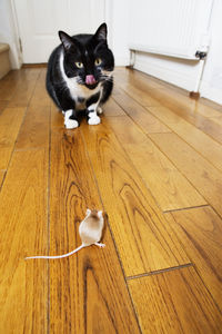 Portrait of cat on hardwood floor