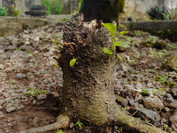 Close-up of lizard on tree trunk