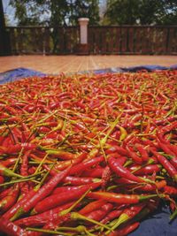 Close-up of red chili peppers on plant