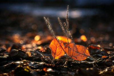 Close-up of dry autumn leaves on land