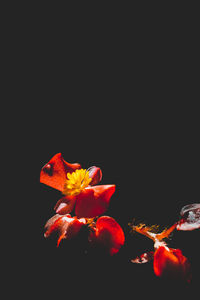 Close-up of red flower against black background