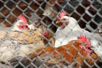 Close-up of roosters in cage