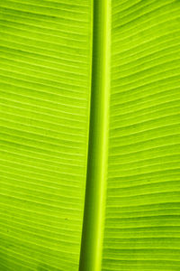 Full frame shot of palm leaf