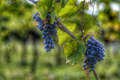 Fresh grapes in vineyard