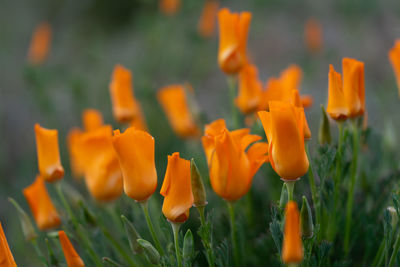 Close-up of orange flowering plants on field