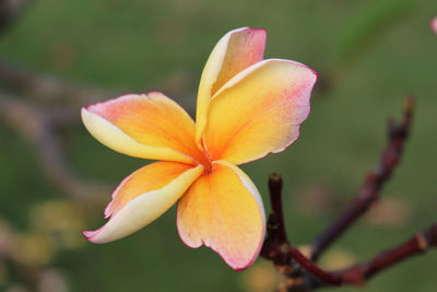 Close-up of pink frangipani flower