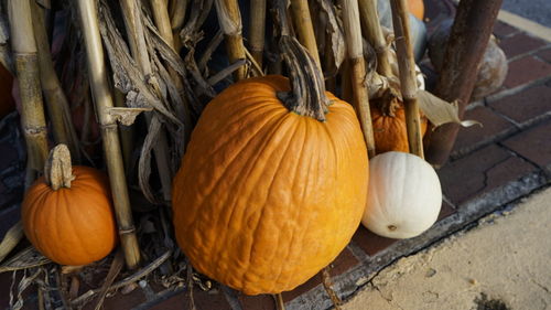 Close-up of pumpkin pumpkins during autumn