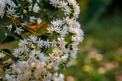 Close-up of white flowering plant