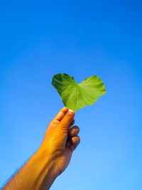 Green leaf in the hand of a boy on a blue background