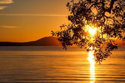 Silhouette tree by sea against orange sky