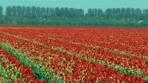 Full frame shot of flowers in field