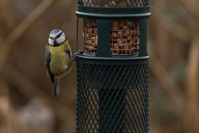 Close-up of bird perching on feeder