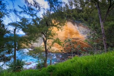 Scenic view of waterfall in forest